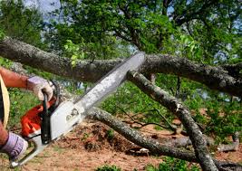 Best Lot and Land Clearing  in Bement, IL